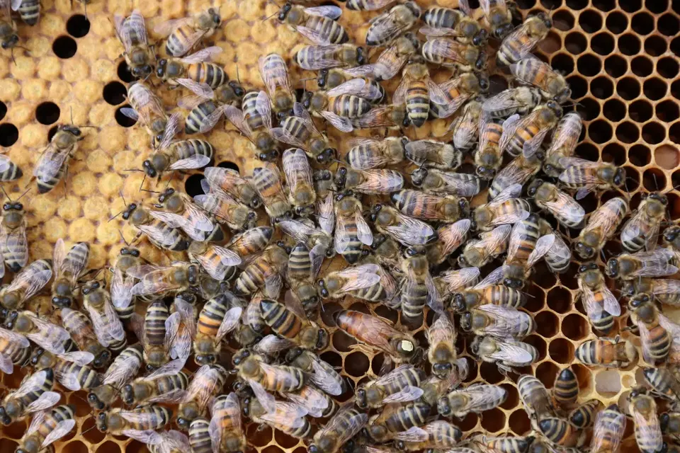 Picture of bees