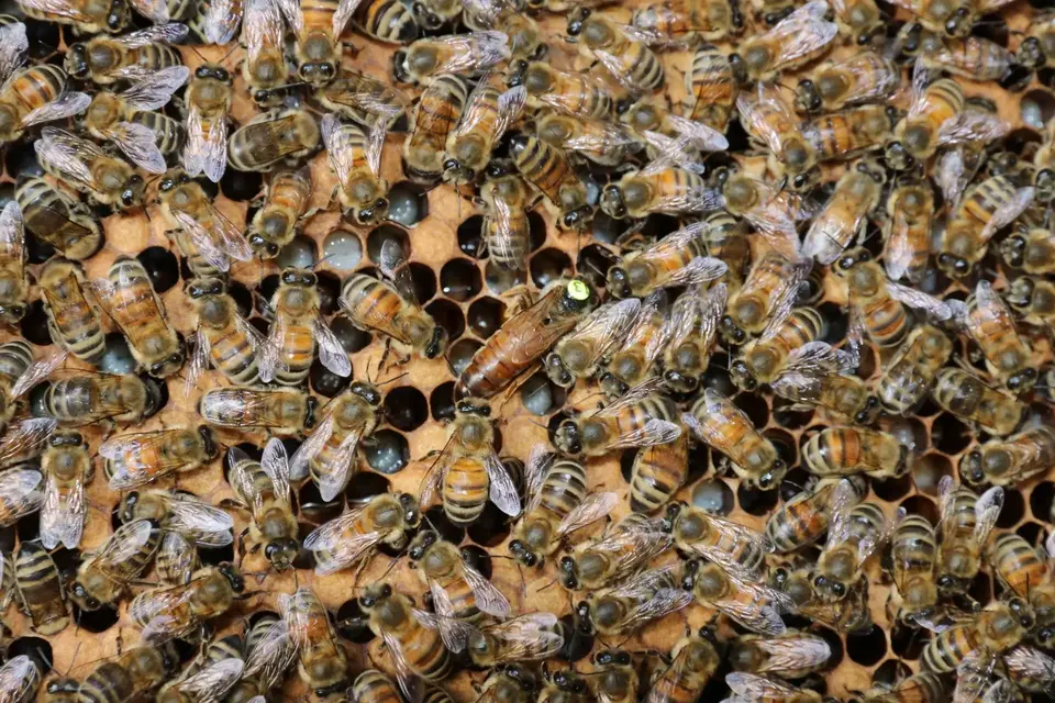 Picture of bees