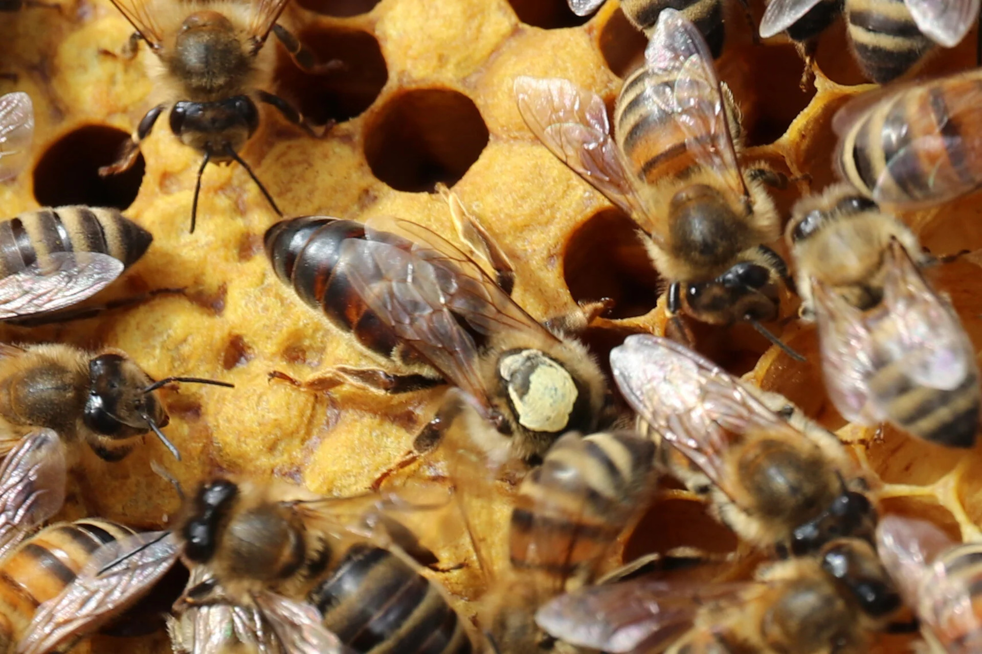 Picture of bees