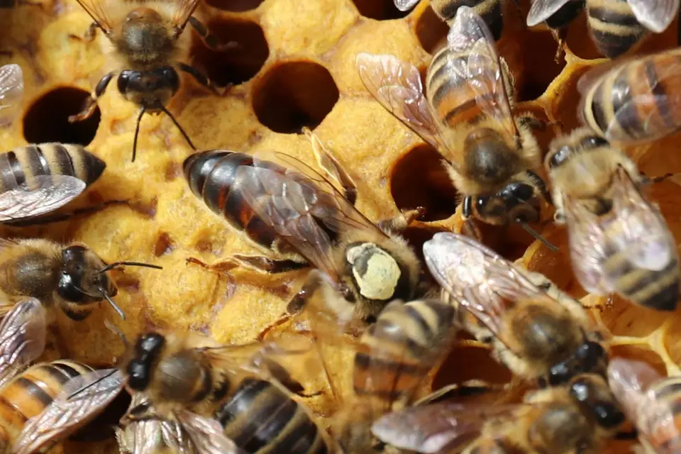 Picture of bees
