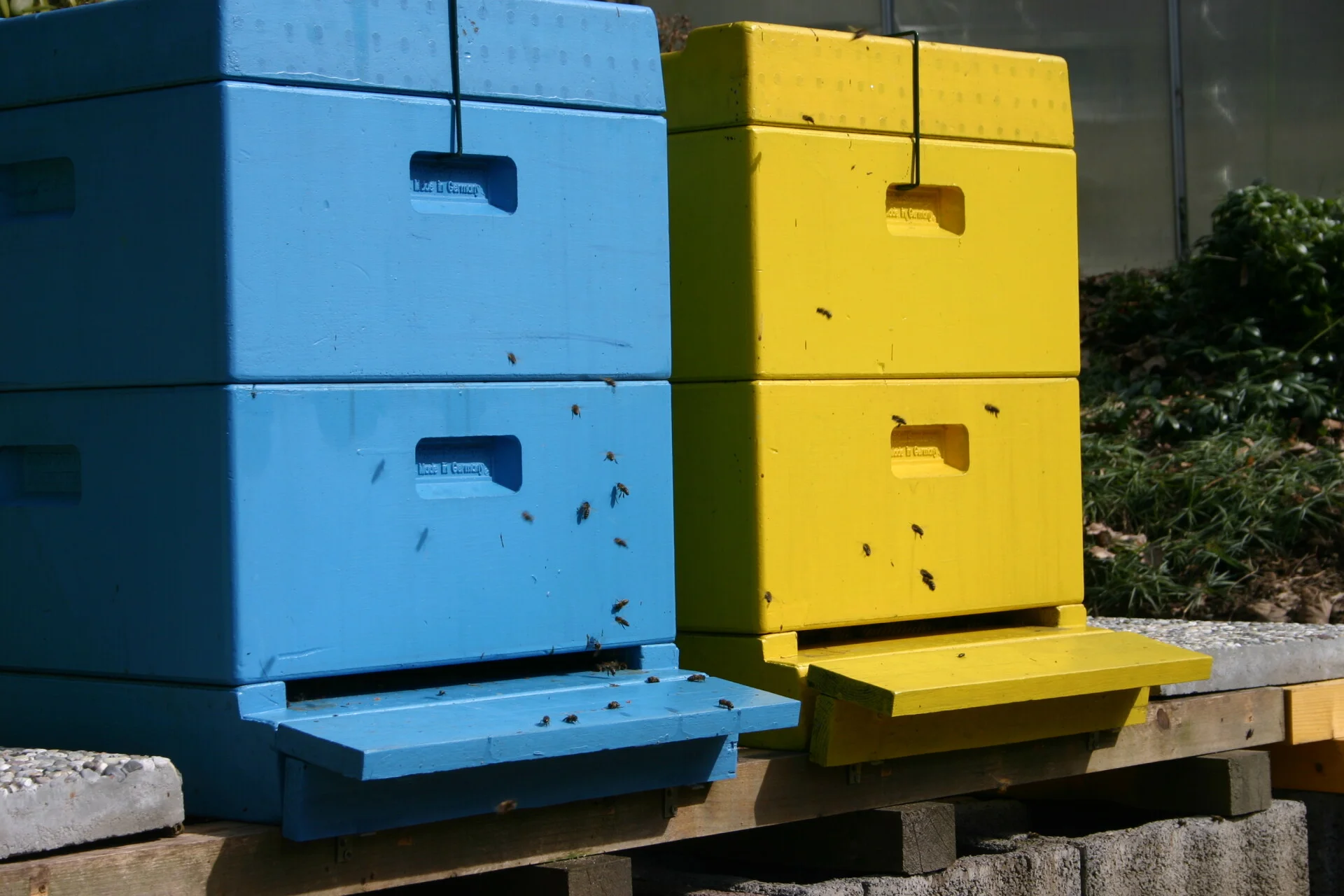 Picture of bees