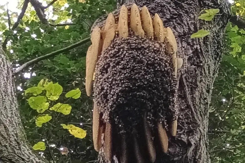 Picture of bees