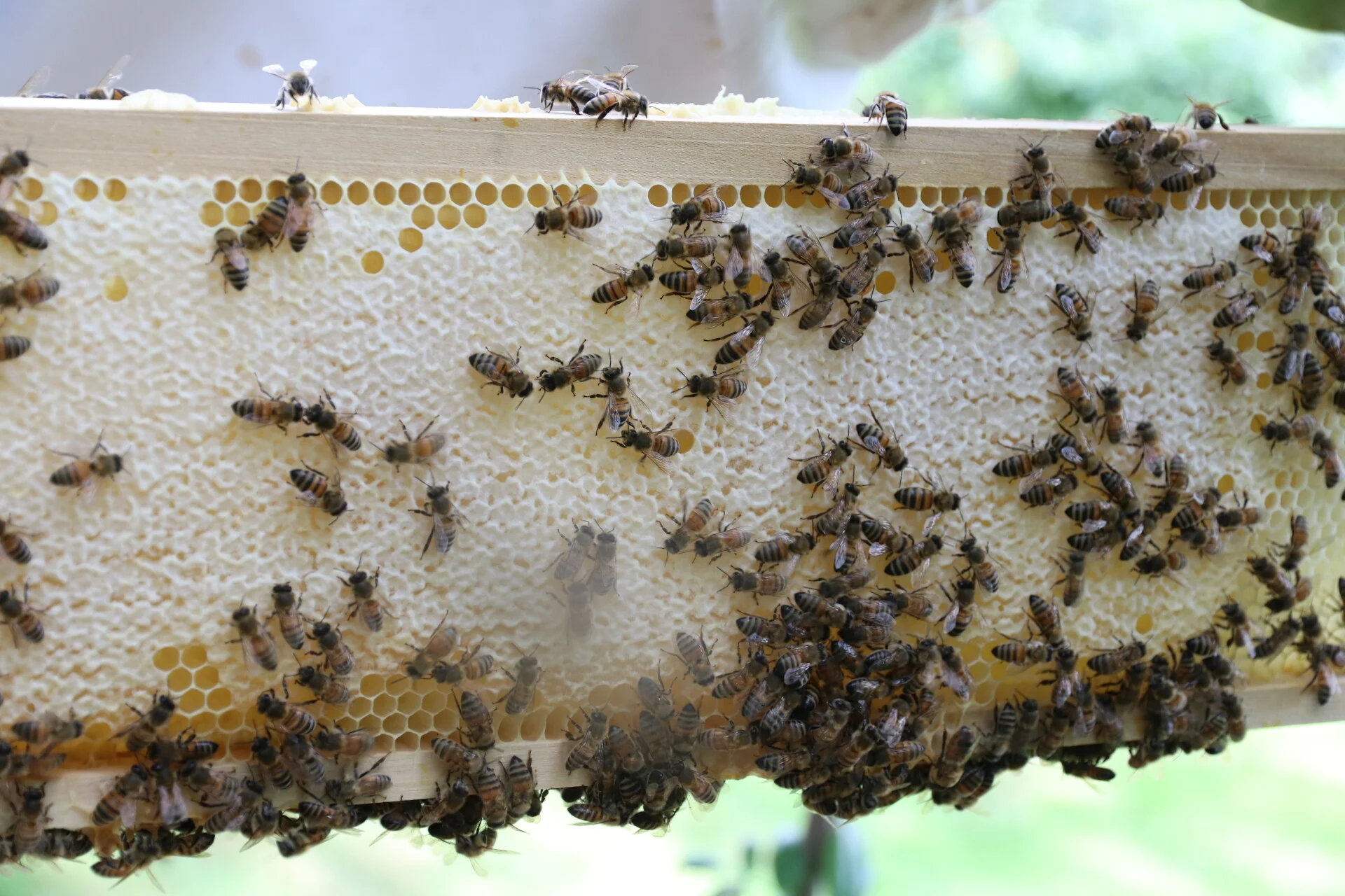 Picture of bees