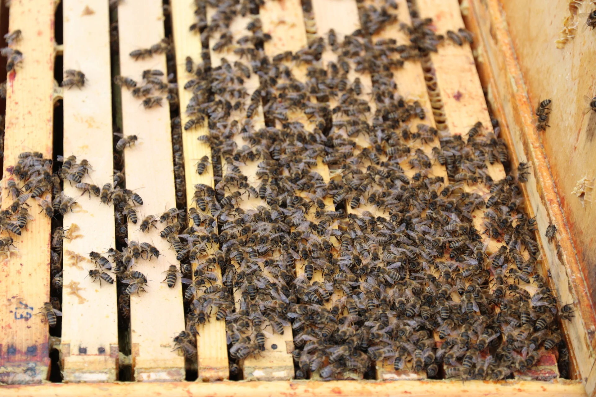 Picture of bees