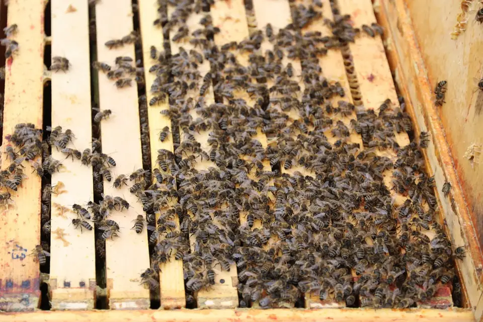 Picture of bees