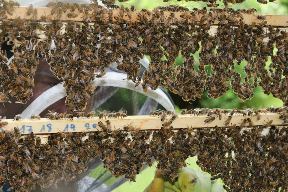 Picture of bees